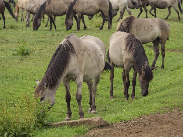 Several horses grazing in an open meadow, peaceful scene in natural surroundings, merfeld, North Rhine-Westphalia, Germany, Europe