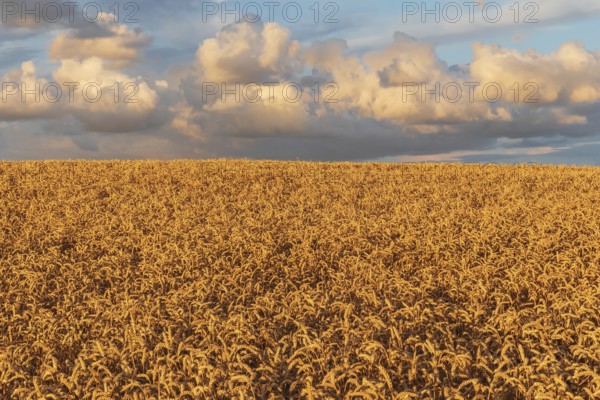 Wheat field in the evening light with clouds in Schleswig-Holstein Wheat field at sunset with cumulus clouds in Schleswig-Holstein, Germany. Agricultural summer landscape