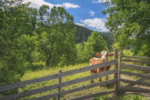Summer landscape with a curious cow, behind an old wooden fence, surrounded by green nature, and the Carpathians in the background, in Romania