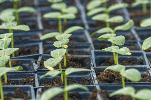 Cucumber Sprouts Greenhouse, Potted Cucumber. Sprouted Cucumber. Spring Seedlings