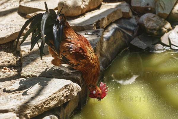 Rooster drinks water from the pond Sinaia, Romania, Europe