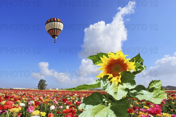 The huge multi-colored balloon flies in the cloudy sky over the kibbutz field. The field is sowed by blossoming garden buttercups and a picturesque sunflower