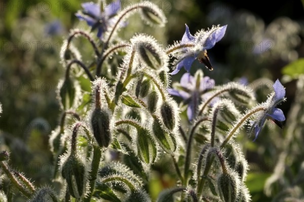 Borage plants with blue flowers and hairy stems backlit by the sun. Landscape format. Borage plants with blue flowers and hairy stems in the backlight of the sun. Horizontal format