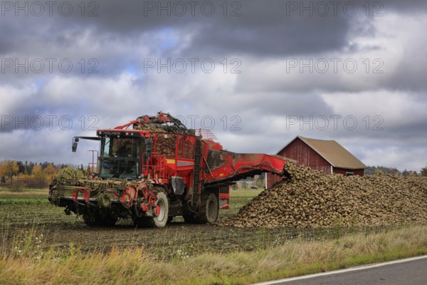 Farmer unloads harvested sugar beet off Holmer Terra Dos T3 beet harvester tank onto a heap on the side of the field. Salo, Finland. October 13, 2022