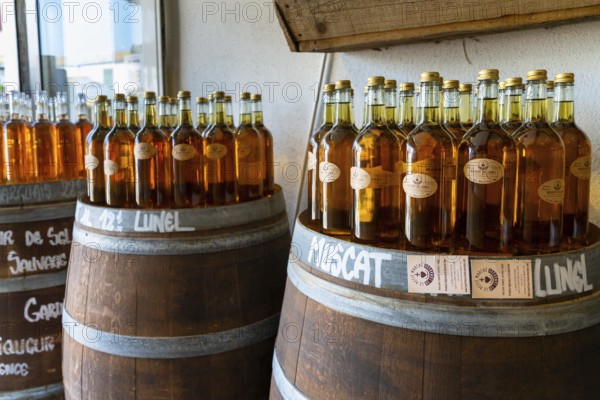 Saintes-Maries-de-la-Mer, France, 4 March, 2023: close-up view of many bottles of Muscatel wine from the Camargue region of southern France, Europe
