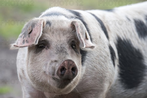 Portrait of a Bentheim black pied
