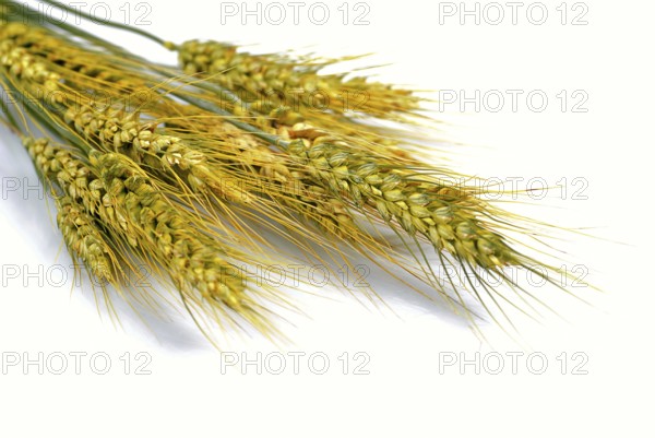 Ripe wheat isolated on white. Close up ears