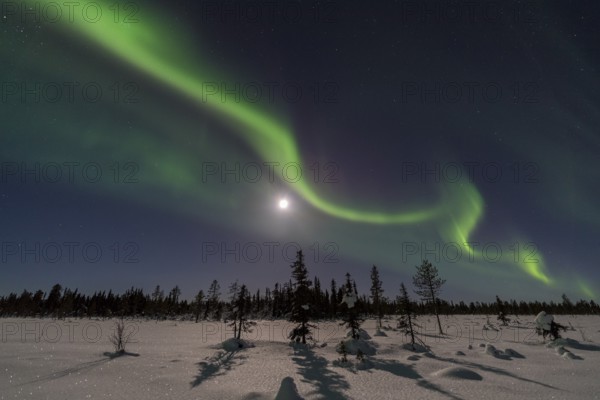 Northern Lights (Aurora borealis) over a moonlit winter landscape, Norrbotten, Lapland, Sweden, December 2016, Europe