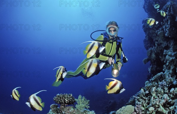 Diver and bannerfish, Red Sea bannerfish, Heniochus intermedius, Egypt, Sha'ab Marksur, Red Sea, Africa