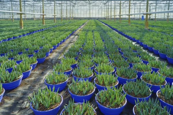 Hundreds of pots with young plants in a commercial greenhouse