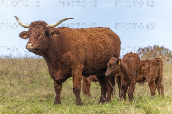 Salers cow taking care of her calf. Vosges, France, Europe