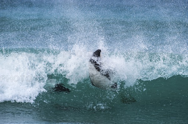 Commerson's dolphins (Cephalorhynchus commersonii), also known as Jacobita or Tonina, surfing in a wave. Pebble Island, Falkland Islands, Great Britain, South Atlantic, South America