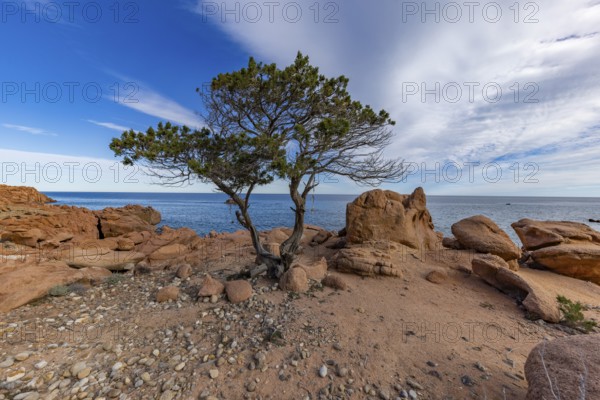 Coastal landscape with bizarre red rocks and gnarled trees with a view of the sea in the sunshine, Spiaggia di Cala E'Luas, Ogliastra, Sardinia, Italy, Europe