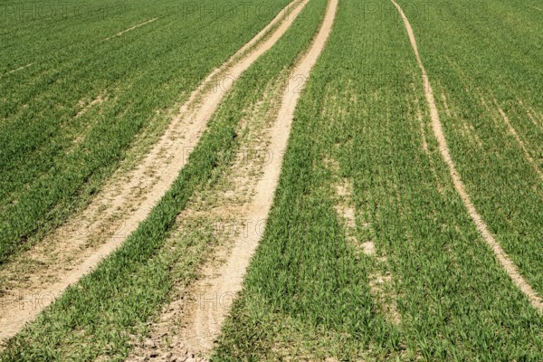 Tractor tracks, agricultural trails at a cultivated field in springtime, farmland near Wesertal, Weser Uplands, Weserbergland, Hesse, Germany, Europe