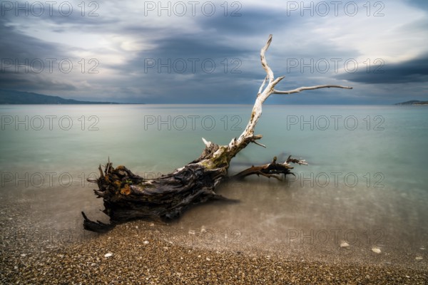 Old driftwood tree on a rocky beach with turquoise water behind under an overcast sky