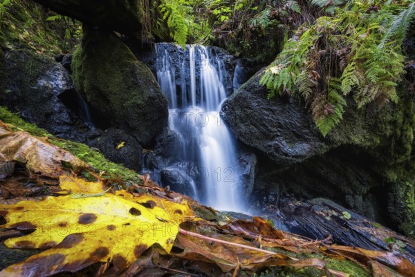 Trillium Falls, Orick, California, Color Image, Day
