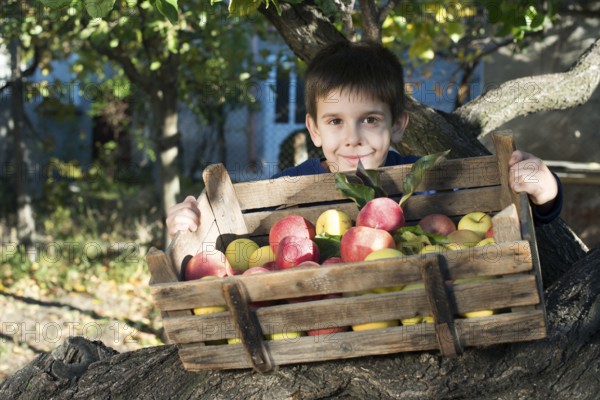 Apples in an old wooden crate on tree. Child authentic image