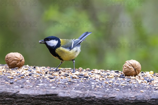 Feeding birds