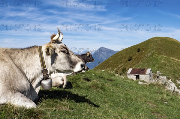 Cow grazing in the Italian alps