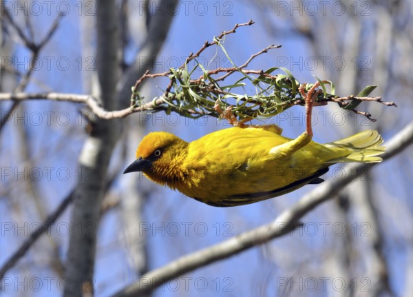 Cape Weaver, Ploceus capensis, a resident breeding bird species endemic to South Africa building a nest