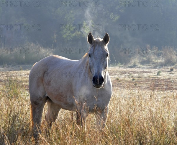 White horse stallion in field at sunrise