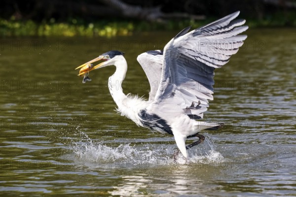 Cocoi heron catching a Pirhana in flight over river surface, Pantanal Wetlands, Mato Grosso, Brazil, South America