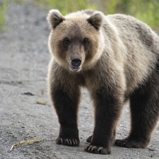 Portrait of terrible hungry Kamchatka brown bear (Ursus arctos piscator) standing, heavily breathing, sniffing and looking at camera. Kamchatka Peninsula, Eurasia, Russian Far East