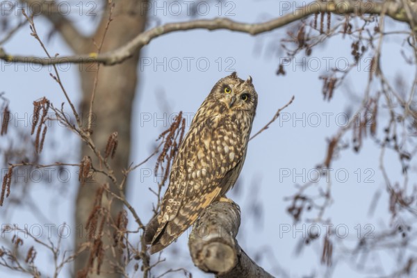 Short-eared Owl (Asio flameus) perched on a branch. Bas Rhin, Alsace, France, Europe