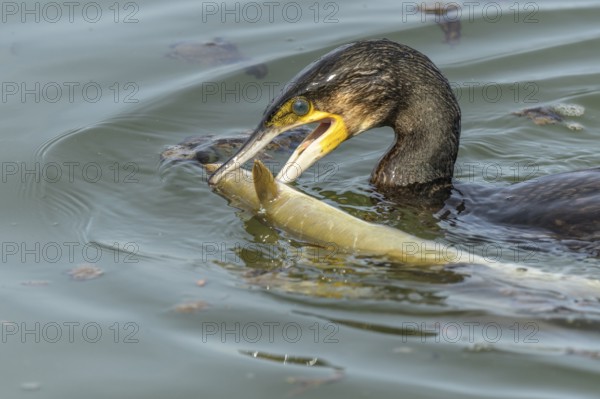 A large eel struggles to escape from a great cormorant (Phalacrocorax carbo)
