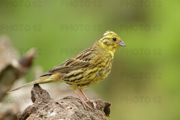Male Yellowhammer on perch. Male yellowhammer on perch
