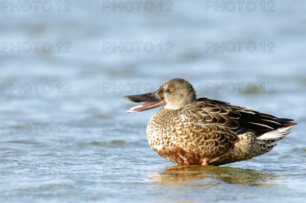 Northern Shoveler in non breeding plumage. Northern shoveler in non-breeding plumage