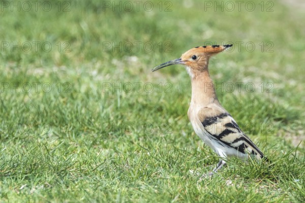 Hoopoe, Common Hoopoe (Upupa epops) Eurasian Hoopoe
