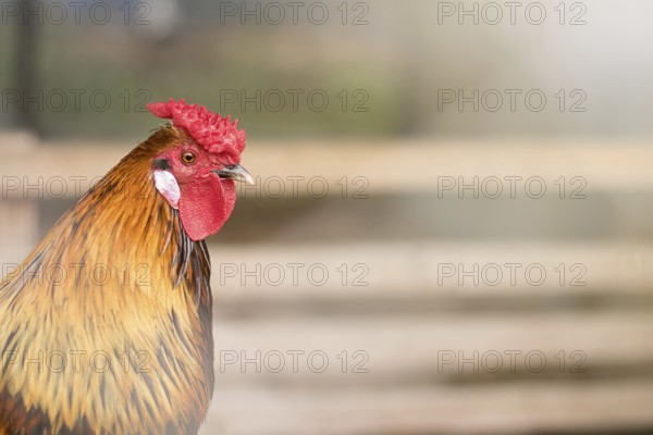 Organic chicken farm. Rooster outdoors at springtime. Rooster authentic farm