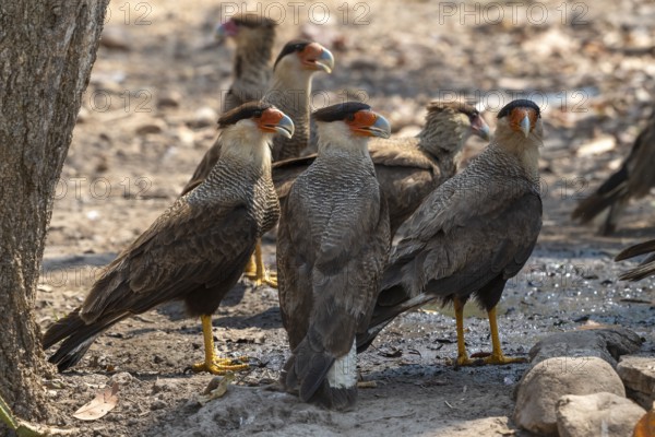 Crested caracara (Caracara plancus), group, Pantanal, inland, wetland, UNESCO Biosphere Reserve, World Heritage Site, wetland biotope, Mato Grosso, Brazil, South America
