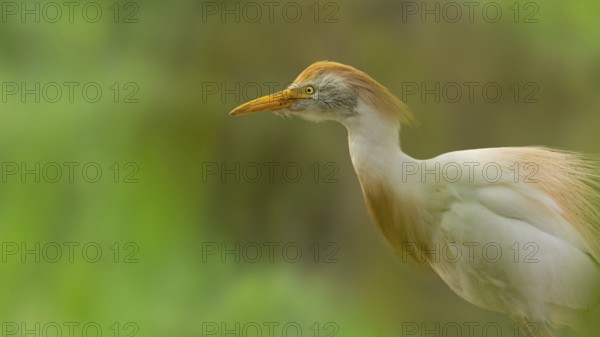 Cattle egret (Bubulcus ibis) in splendid plumage framed by green shrubs, Saintes-Maries-de-la-Mer, Camargue, France, Europe