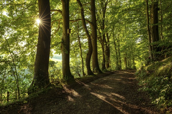 A quiet forest path in the evening light, with star-shaped sunbeams breaking through the leaves of old trees and casting long shadows, Bad Pyrmont, Lower Saxony, Germany, Europe