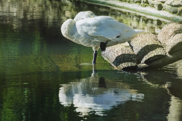 White Swan is Sleeping Standing on One Leg Varna, Bulgaria, Europe