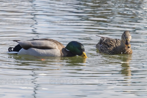 Wild ducks Mallard Male and Female Anas platyrhynchos