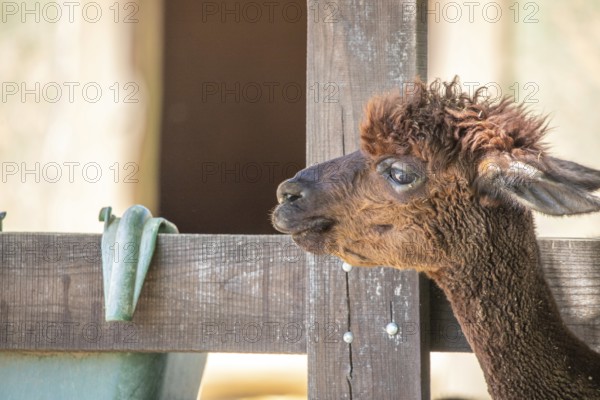 Portrait of a brown alpaca baby, Vicugna pacos, in the zoo. Big eyes, soft fur, animal in the zoo of Siofok, Lake Balaton