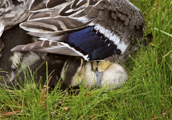 Mother Duck and Babies hidden in Saskatchewan Canada
