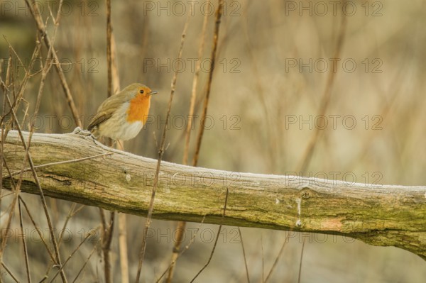 Robin on a branch