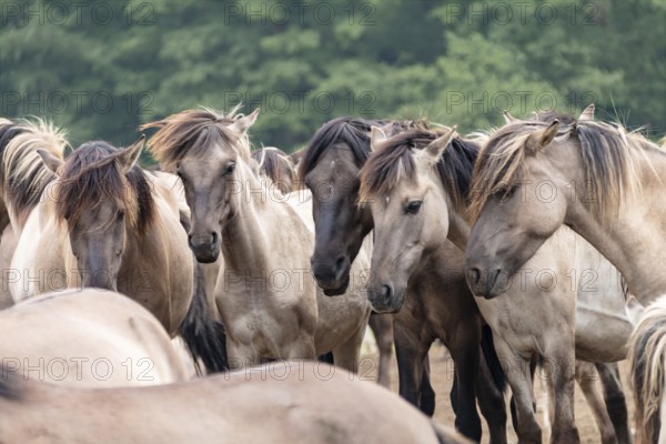 The Dülmen horses live wild near Dülmen, in the Merfelder Bruch nature reserve in North Rhine-Westphalia. The eel line on their backs is a typical feature of these wild horses. Wild live the Dülmen horses near Dülmen, in the nature reserve Merfelder Bruch, North Rhine-Westphalia. A characteristic feature of the wilds is the eel on the back