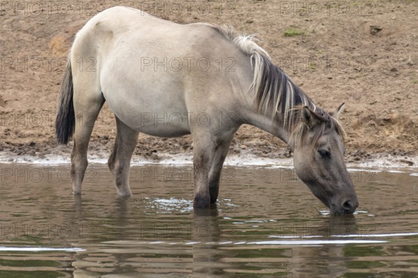 The Dülmen horses live wild near Dülmen, in the Merfelder Bruch nature reserve in North Rhine-Westphalia. The eel line on their backs is a typical feature of these wild horses. Wild live the Dülmen horses near Dülmen, in the nature reserve Merfelder Bruch, North Rhine-Westphalia. A characteristic feature of the wilds is the eel on the back