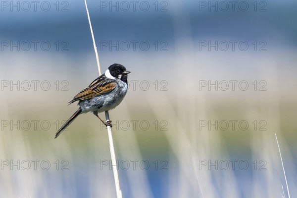 Male Common Reed Bunting (Emberiza schoeniclus) in the morning sun