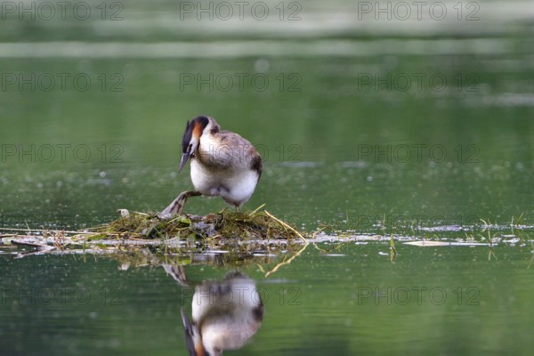 Great crested grebe on a nest. Great crested grebe on its nest
