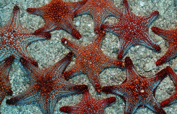 Red starfish, Asteroidea, Mexico, Lake Cortez, Lower California, La Paz, Central America