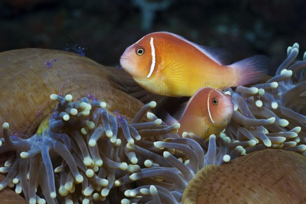 Collar anemonefish in splendour anemone, Amphiprion perideraion, Heteractis magnifica, Cenderawasih Bay, West Papua, Indonesia, Asia
