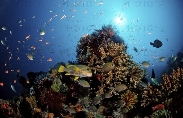 Golden-striped sweetlips and coral reef, Plectohinchus polytaenia, Bali, Indian Ocean, Indonesia, Asia