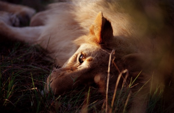 Resting lion, lion, Panthera leo, South Africa, Schotia Game Park, Africa