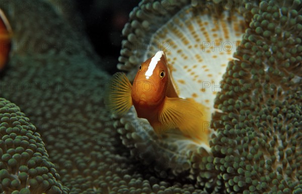 Orange skunk clownfish, Amphiprion dandaracinos, Indonesia, Wakatobi Dive Resort, Sulawesi, Indian Ocean, Banda Sea, Asia